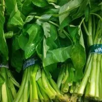 Kangkung